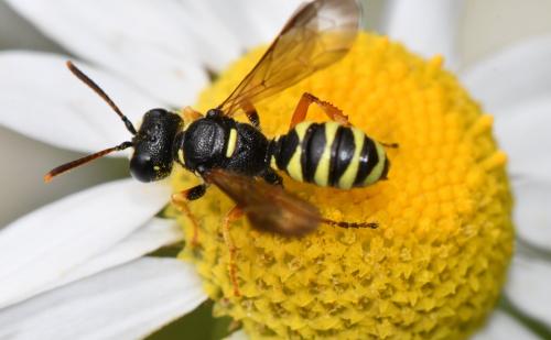 Réf. 345 457 : Cerceris sp.